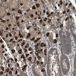 Invitrogen PDP2 Polyclonal Antibody 100 &mu;L; Unconjugated:Antibodies,
