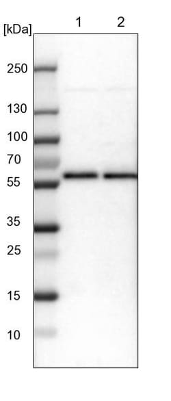 Invitrogen LUC7L3 Polyclonal Antibody 100 &mu;L; Unconjugated:Antibodies,