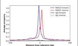 Invitrogen RAD21 Polyclonal Antibody 100 &mu;L; Unconjugated:Antibodies,