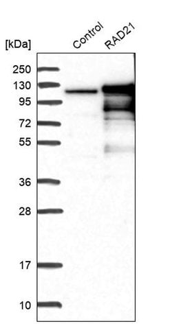 Invitrogen RAD21 Polyclonal Antibody 100 &mu;L; Unconjugated:Antibodies,