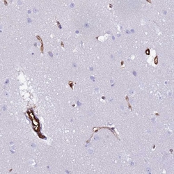 Invitrogen NXPH1 Polyclonal Antibody 100 &mu;L; Unconjugated:Antibodies,