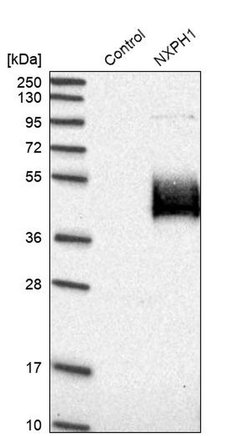 Invitrogen NXPH1 Polyclonal Antibody 100 &mu;L; Unconjugated:Antibodies,