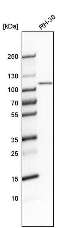 Invitrogen GEN1 Polyclonal Antibody 100 &mu;L | Buy Online | Invitrogen&trade; | Fisher Scientific