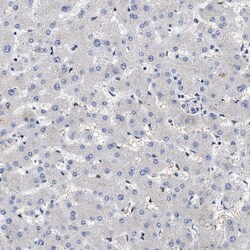 Invitrogen CCDC146 Polyclonal Antibody 100 &mu;L; Unconjugated:Antibodies,