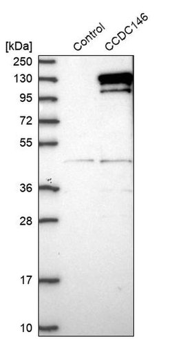Invitrogen CCDC146 Polyclonal Antibody 100 &mu;L; Unconjugated:Antibodies,