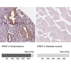 Invitrogen PAEP Polyclonal Antibody 100 &mu;L; Unconjugated:Antibodies,
