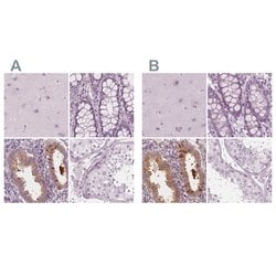Invitrogen PAEP Polyclonal Antibody 100 &mu;L; Unconjugated:Antibodies,