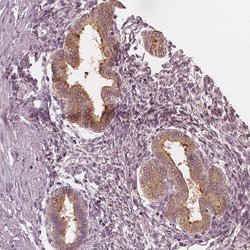 Invitrogen PAEP Polyclonal Antibody 100 &mu;L; Unconjugated:Antibodies,