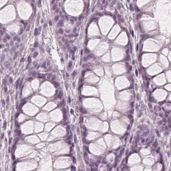Invitrogen PAEP Polyclonal Antibody 100 &mu;L; Unconjugated:Antibodies,