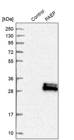 Invitrogen PAEP Polyclonal Antibody 100 &mu;L; Unconjugated:Antibodies,