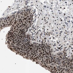 Invitrogen C7orf25 Polyclonal Antibody 100 &mu;L; Unconjugated:Antibodies,