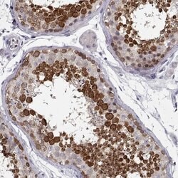 Invitrogen DDX25 Polyclonal Antibody 100 &mu;L; Unconjugated:Antibodies,