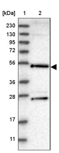 Invitrogen DDX25 Polyclonal Antibody 100 &mu;L | Buy Online | Invitrogen&trade; | Fisher Scientific