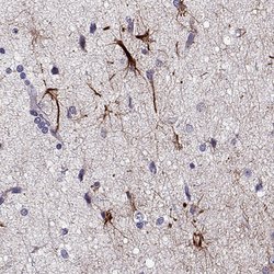 Invitrogen DDX25 Polyclonal Antibody 100 &mu;L; Unconjugated:Antibodies,