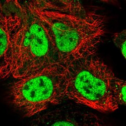 Invitrogen COBRA1 Polyclonal Antibody 100 &mu;L; Unconjugated:Antibodies,