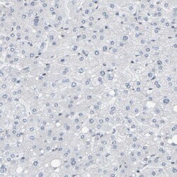 Invitrogen COBRA1 Polyclonal Antibody 100 &mu;L; Unconjugated:Antibodies,