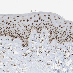 Invitrogen COBRA1 Polyclonal Antibody 100 &mu;L; Unconjugated:Antibodies,