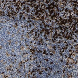Invitrogen GIMA7 Polyclonal Antibody 100 &mu;L | Buy Online | Invitrogen&trade; | Fisher Scientific