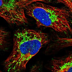 Invitrogen SLIRP Polyclonal Antibody 100 &mu;L; Unconjugated:Antibodies,