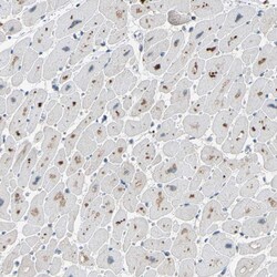 Invitrogen SLIRP Polyclonal Antibody 100 &mu;L; Unconjugated:Antibodies,