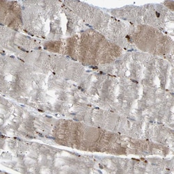 Invitrogen SLIRP Polyclonal Antibody 100 &mu;L; Unconjugated:Antibodies,
