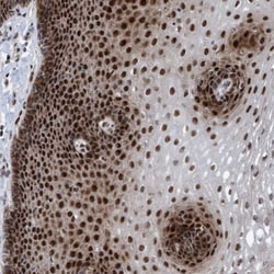 Invitrogen CWC27 Polyclonal Antibody 100 &mu;L; Unconjugated:Antibodies,