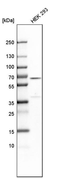 Invitrogen CWC27 Polyclonal Antibody 100 &mu;L; Unconjugated:Antibodies,