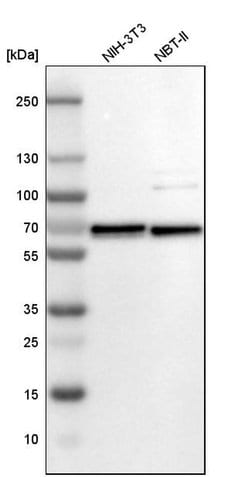Invitrogen CWC27 Polyclonal Antibody 100 &mu;L; Unconjugated:Antibodies,