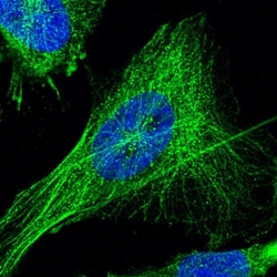 Invitrogen TSPAN33 Polyclonal Antibody 100 &mu;L; Unconjugated:Antibodies,