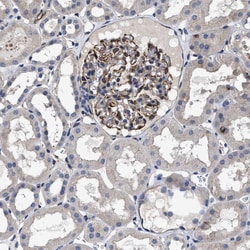 Invitrogen TSPAN33 Polyclonal Antibody 100 &mu;L; Unconjugated:Antibodies,