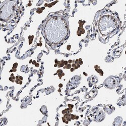 Invitrogen TSPAN33 Polyclonal Antibody 100 &mu;L; Unconjugated:Antibodies,