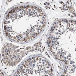 Invitrogen TSPAN33 Polyclonal Antibody 100 &mu;L; Unconjugated:Antibodies,