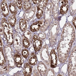 Invitrogen PRODH Polyclonal Antibody 100 &mu;L; Unconjugated:Antibodies,