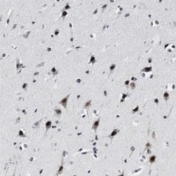 Invitrogen INIP Polyclonal Antibody 100 &mu;L; Unconjugated:Antibodies,