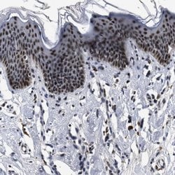 Invitrogen INIP Polyclonal Antibody 100 &mu;L; Unconjugated:Antibodies,