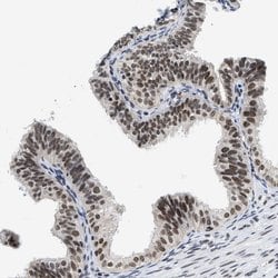 Invitrogen INIP Polyclonal Antibody 100 &mu;L; Unconjugated:Antibodies,