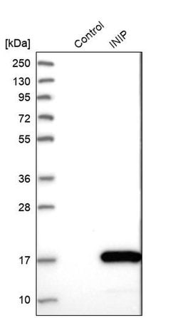 Invitrogen INIP Polyclonal Antibody 100 &mu;L; Unconjugated:Antibodies,