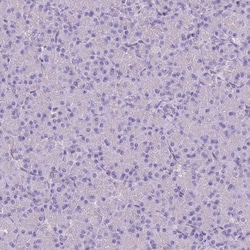 Invitrogen Calpain 9 Polyclonal Antibody 100 &mu;L; Unconjugated:Antibodies,