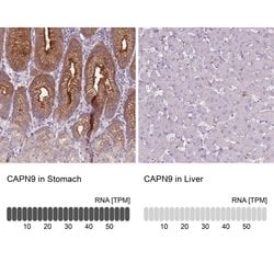 Invitrogen Calpain 9 Polyclonal Antibody 100 &mu;L; Unconjugated:Antibodies,