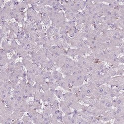 Invitrogen Calpain 9 Polyclonal Antibody 100 &mu;L; Unconjugated:Antibodies,