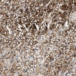Invitrogen HDHD3 Polyclonal Antibody 100 &mu;L; Unconjugated:Antibodies,