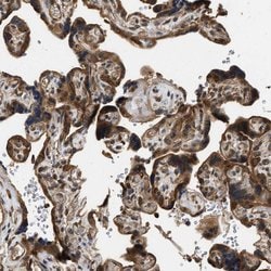 Invitrogen DNAJC2 Polyclonal Antibody 100 &mu;L; Unconjugated:Antibodies,