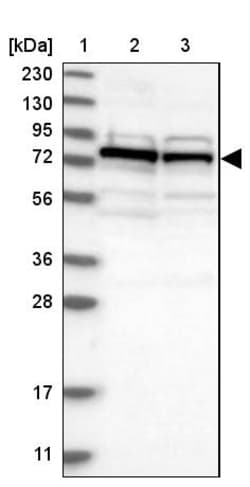 Invitrogen DNAJC2 Polyclonal Antibody 100 &mu;L; Unconjugated:Antibodies,