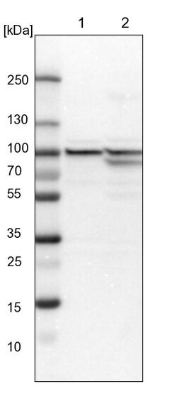 Invitrogen DNAJC2 Polyclonal Antibody 100 &mu;L; Unconjugated:Antibodies,
