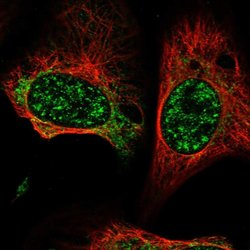 Invitrogen GCAT Polyclonal Antibody 100 &mu;L; Unconjugated:Antibodies,