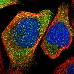 Invitrogen KLHDC1 Polyclonal Antibody 100 &mu;L; Unconjugated:Antibodies,