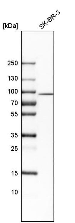 Invitrogen SCIN Polyclonal Antibody 100 &mu;L; Unconjugated:Anticuerpos
