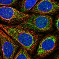 Invitrogen ACN9 Polyclonal Antibody 100 &mu;L; Unconjugated:Antibodies