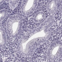 Invitrogen PRSS37 Polyclonal Antibody 100 &mu;L; Unconjugated:Antibodies,