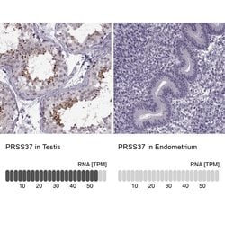 Invitrogen PRSS37 Polyclonal Antibody 100 &mu;L; Unconjugated:Antibodies,